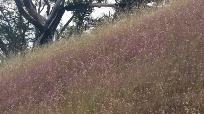 Clarkia amoena