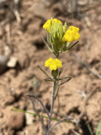 Castilleja lacera, photographed by Trevor Schalla