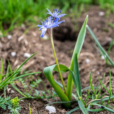 Scilla bifolia, photographed by saydelah