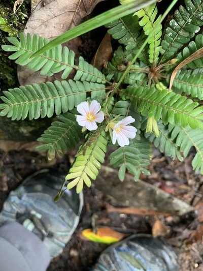Biophytum dendroides, photographed by Line Juul Nielsen