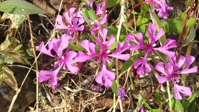 Clarkia concinna, photographed by Alex