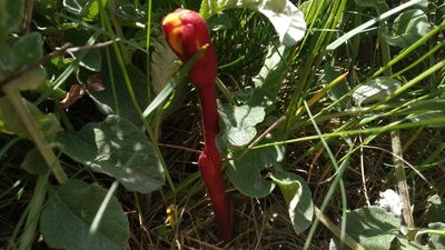 Phelypaea coccinea, photographed by Anna Shuliko