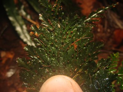Abrodictyum obscurum