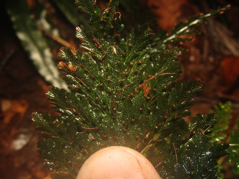 Abrodictyum obscurum, photographed by Samuel Frankel