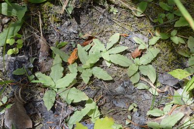 Ponthieva racemosa, photographed by Daniel McNair