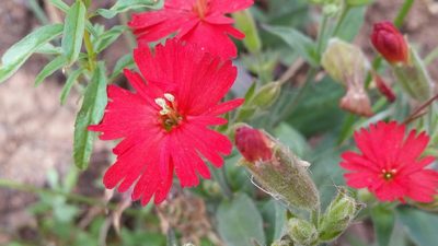 Silene laciniata, photographed by Alex