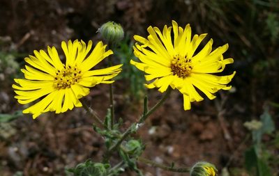 Madia elegans, photographed by Alex