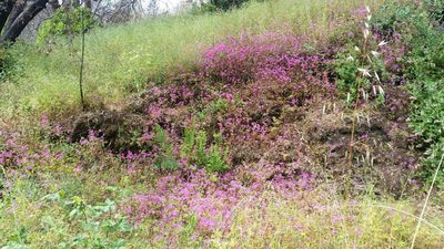 Clarkia concinna