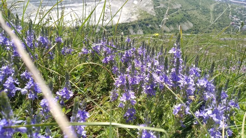 Veronica capsellicarpa, photographed by Anna Shuliko