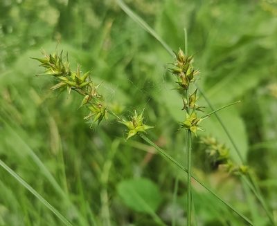 Carex spicata, photographed by KAnatoliy