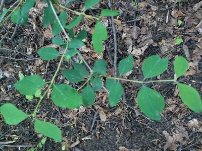 Symphoricarpos albus, photographed by Anastasia_Surkova