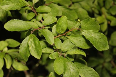 Prunus spinosa, photographed by Stephen James McWilliam