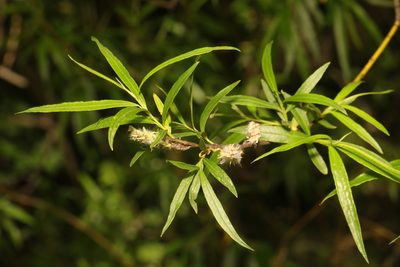 Salix viminalis, photographed by Stephen James McWilliam
