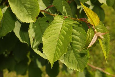 Prunus avium, photographed by Stephen James McWilliam