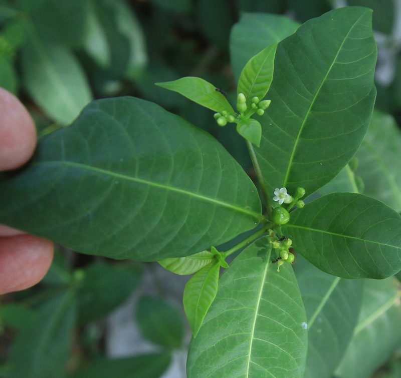 Rauvolfia tetraphylla, photographed by Brian Oakes Haiti Hunter