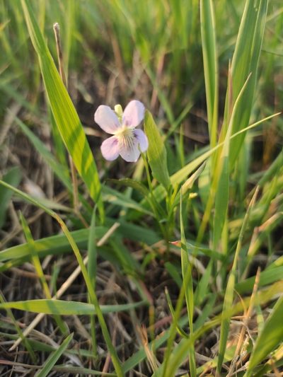 Viola pumila, photographed by Юлия
