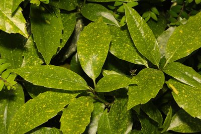 Aucuba japonica, photographed by Stephen James McWilliam
