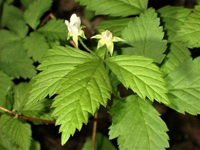 Rubus pubescens, photographed by Louis Imbeau