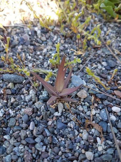 Castilleja victoriae, photographed by Chris Fluit