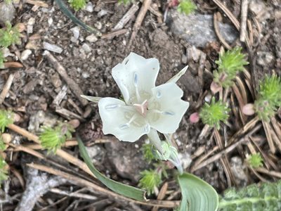Calochortus minimus, photographed by Max Miley