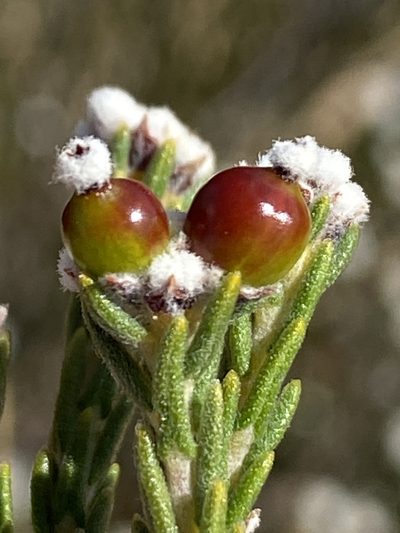 Phylica pauciflora, photographed by Dave U