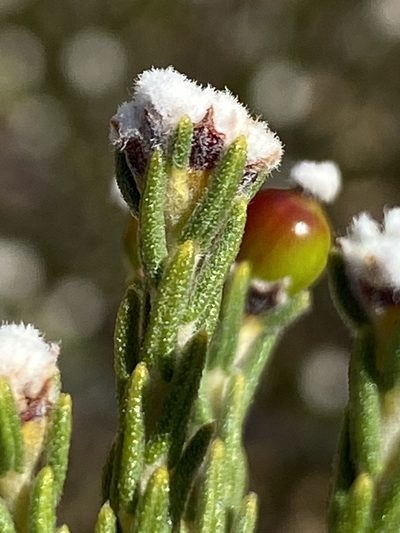 Phylica pauciflora, photographed by Dave U