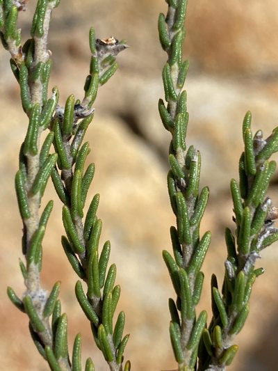 Phylica pauciflora, photographed by Dave U