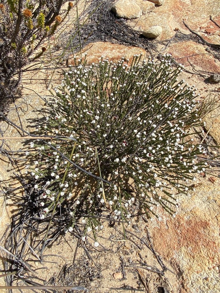 Phylica pauciflora, photographed by Dave U