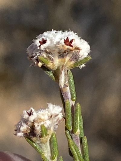 Phylica pauciflora, photographed by Dave U