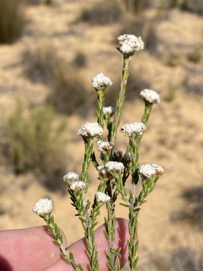 Phylica pauciflora, photographed by Dave U
