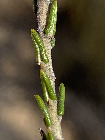 Phylica pauciflora, photographed by Dave U