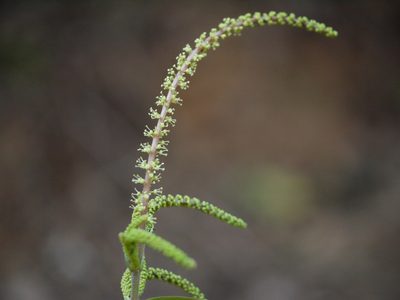 Antidesma montanum, photographed by Dinesh Valke