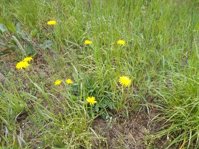 Leontodon hispidus, photographed by Vladimír Fuka