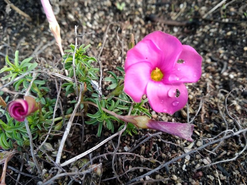 Oxalis hirta, photographed by De Waal Hugo