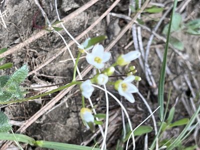 Tomostima reptans, photographed by stenarmer52