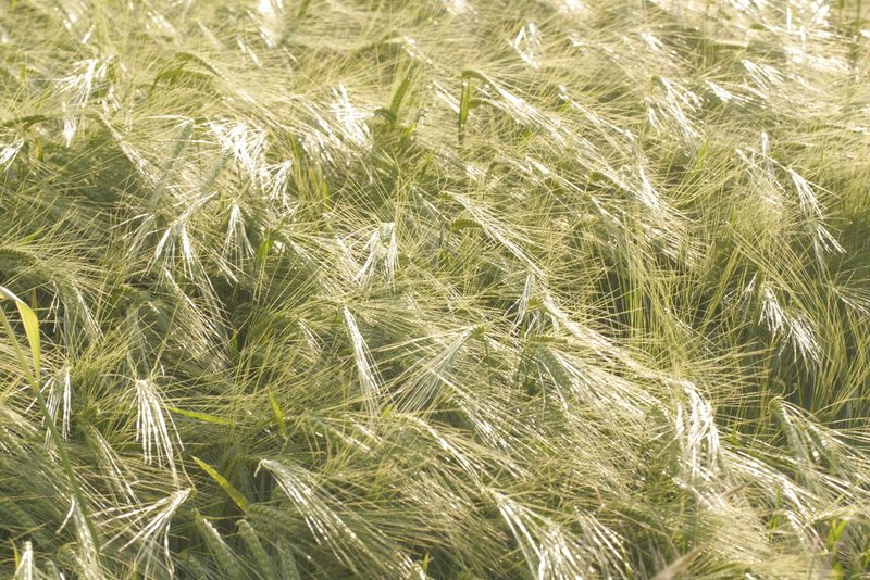 Hordeum vulgare, photographed by Nico