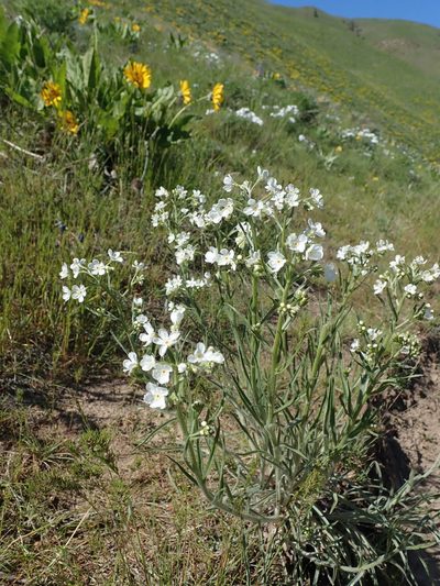 Hackelia diffusa, photographed by Nolan Exe