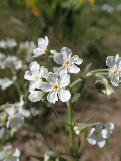 Hackelia diffusa, photographed by Nolan Exe