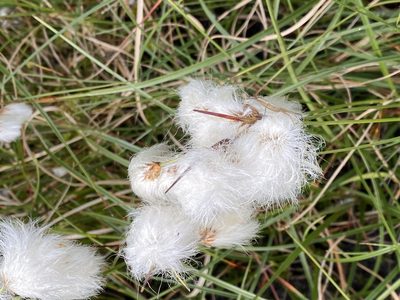 Eriophorum angustifolium, photographed by James Clow