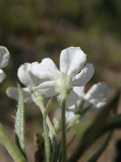 Hackelia diffusa, photographed by Nolan Exe