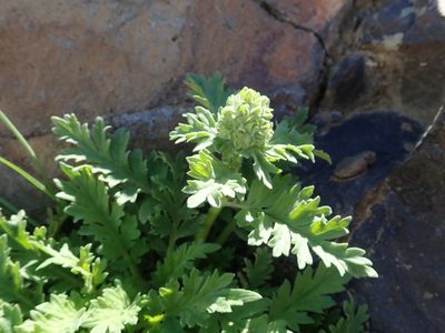 Phacelia lenta, photographed by Nolan Exe