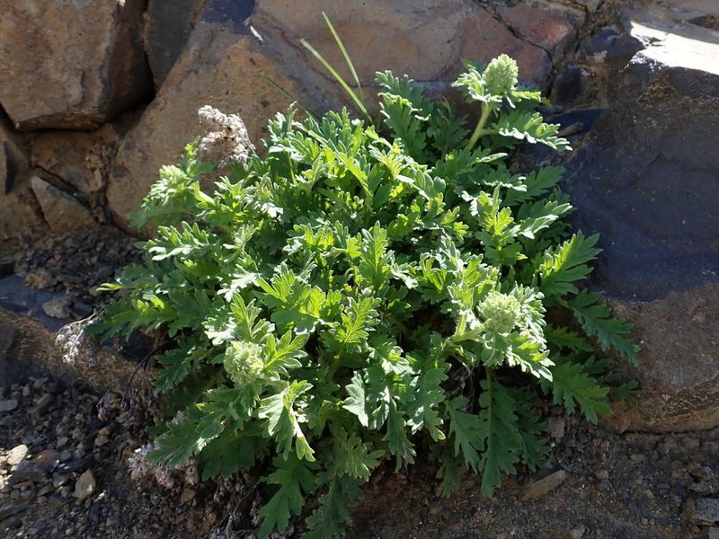 Phacelia lenta, photographed by Nolan Exe