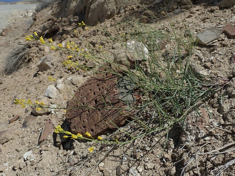 Sisymbrium linifolium, photographed by Nolan Exe