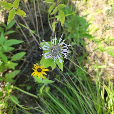 Monarda fistulosa, photographed by Alan Jeon