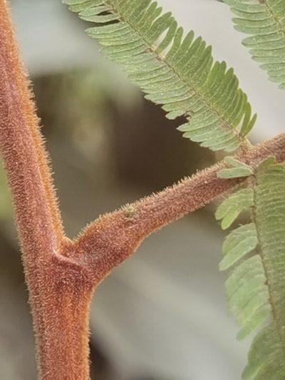 Robrichia schomburgkii, photographed by Eduardo Chacón Madrigal