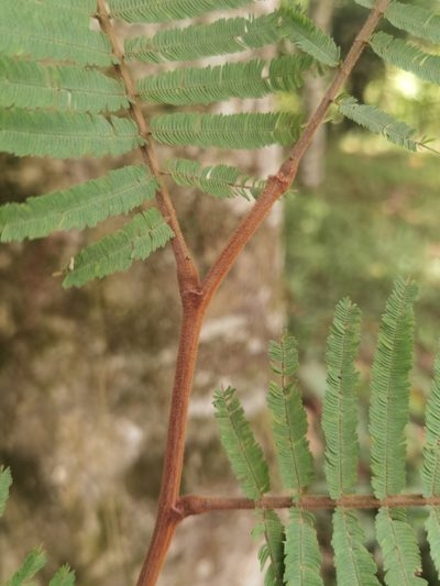 Robrichia schomburgkii, photographed by Eduardo Chacón Madrigal