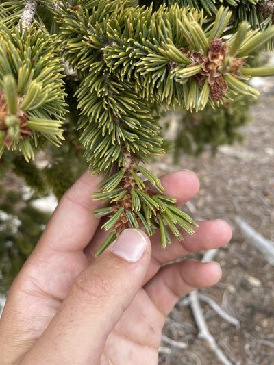 Pinus balfouriana, photographed by Max Miley