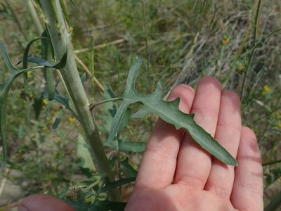 Thelypodium laciniatum, photographed by Nolan Exe