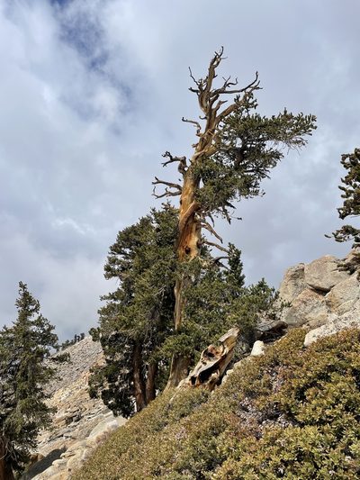 Pinus balfouriana, photographed by Max Miley