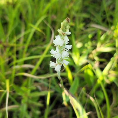 Spiranthes vernalis